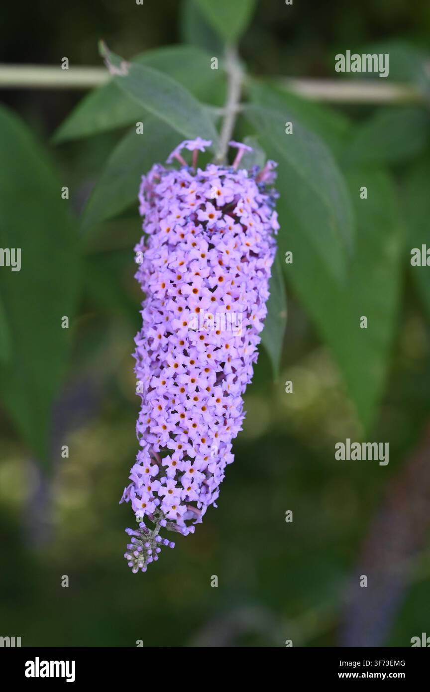Buddleja davidii lavande en été Banque D'Images