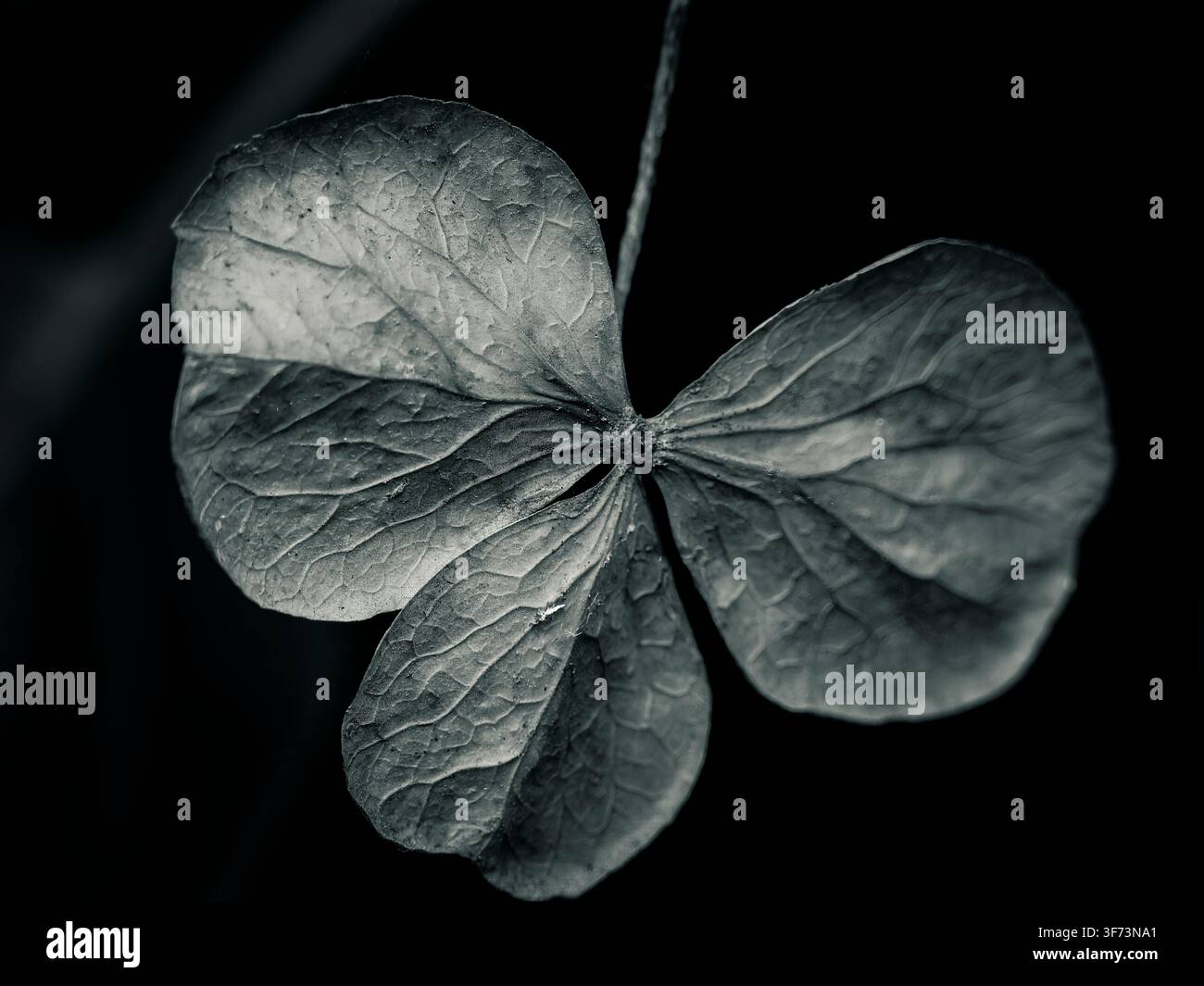 Vue macro en noir et blanc rapprochée de pétales de fleurs séchées montrant des veines complexes sur un fond sombre et uni Banque D'Images