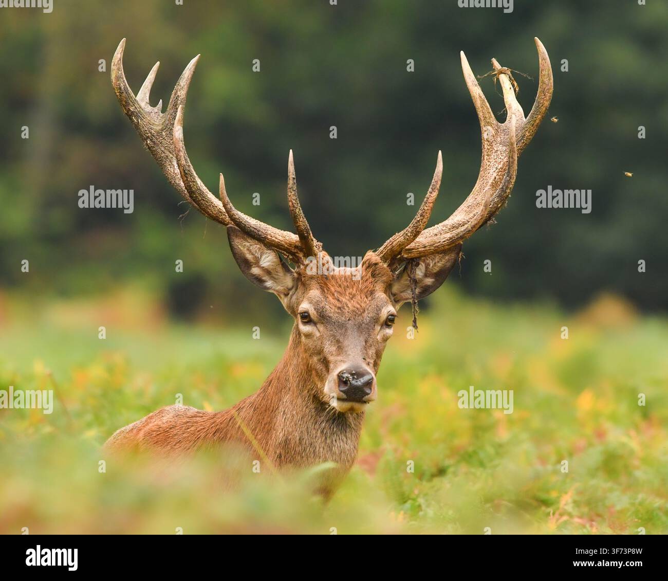 Cerf rouge faisant une pause dans le Richmond Park Banque D'Images