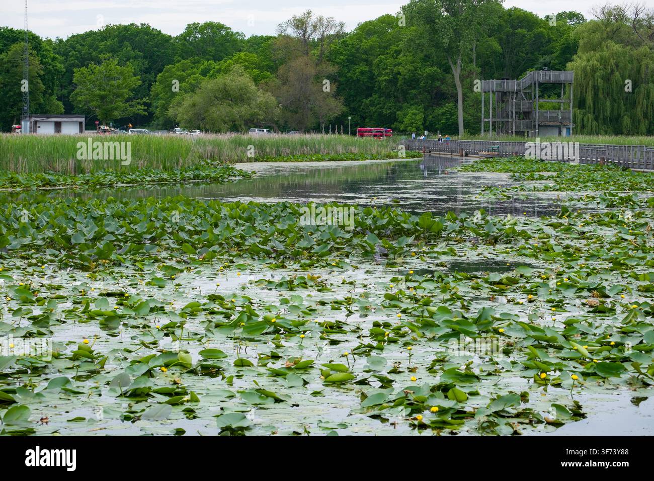 Découvrez la beauté sereine du parc national de Point Pelee via la passerelle des marais. Ce chemin accessible serpente à travers un marais luxuriant grouillant d'aqua Banque D'Images