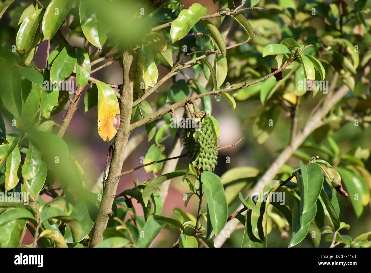 Un jeune fruit d'acérola vert et épineux (Annona muricata) sur un arbre d'acérola à Bejucal, Trinité-et-Tobago. Banque D'Images