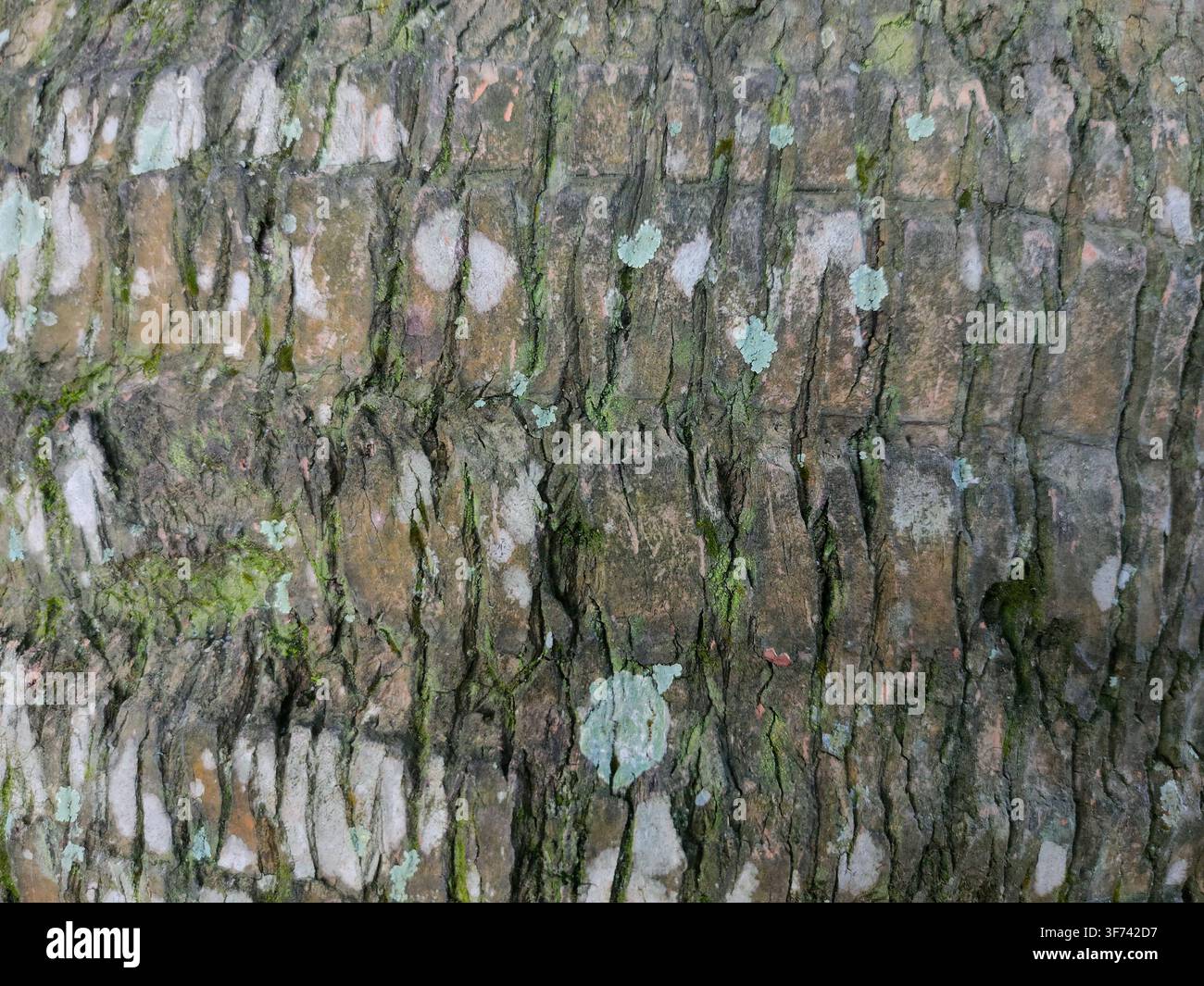 Une vue rapprochée montre la texture rugueuse et craquelée de l'écorce d'arbre couverte de taches de lichen vert pâle dispersées. Banque D'Images