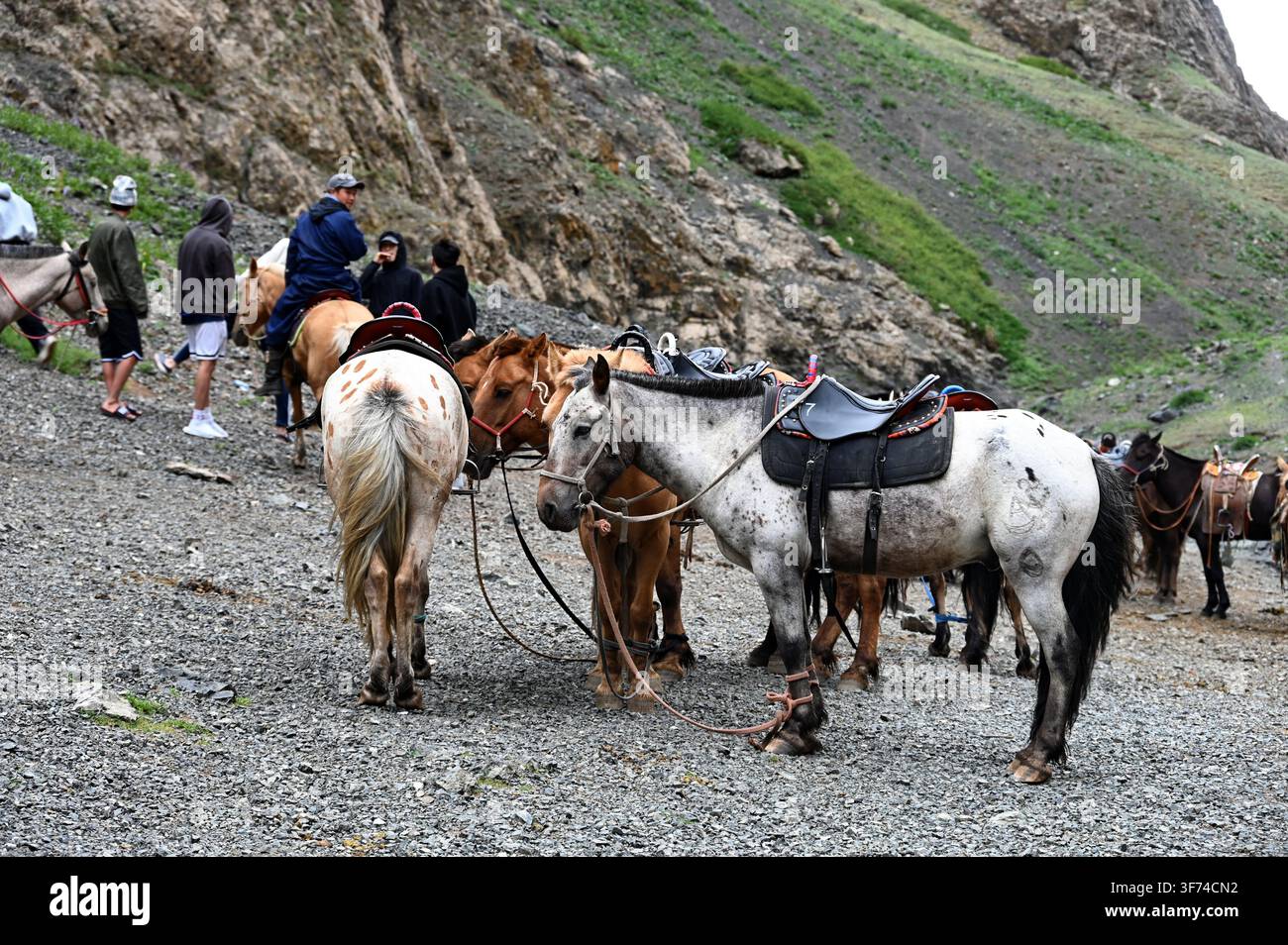 Yoliin Am, Mongolie - 19 juillet 2026 : Chevaux prêts à être montés à travers le canyon en Mongolie Banque D'Images