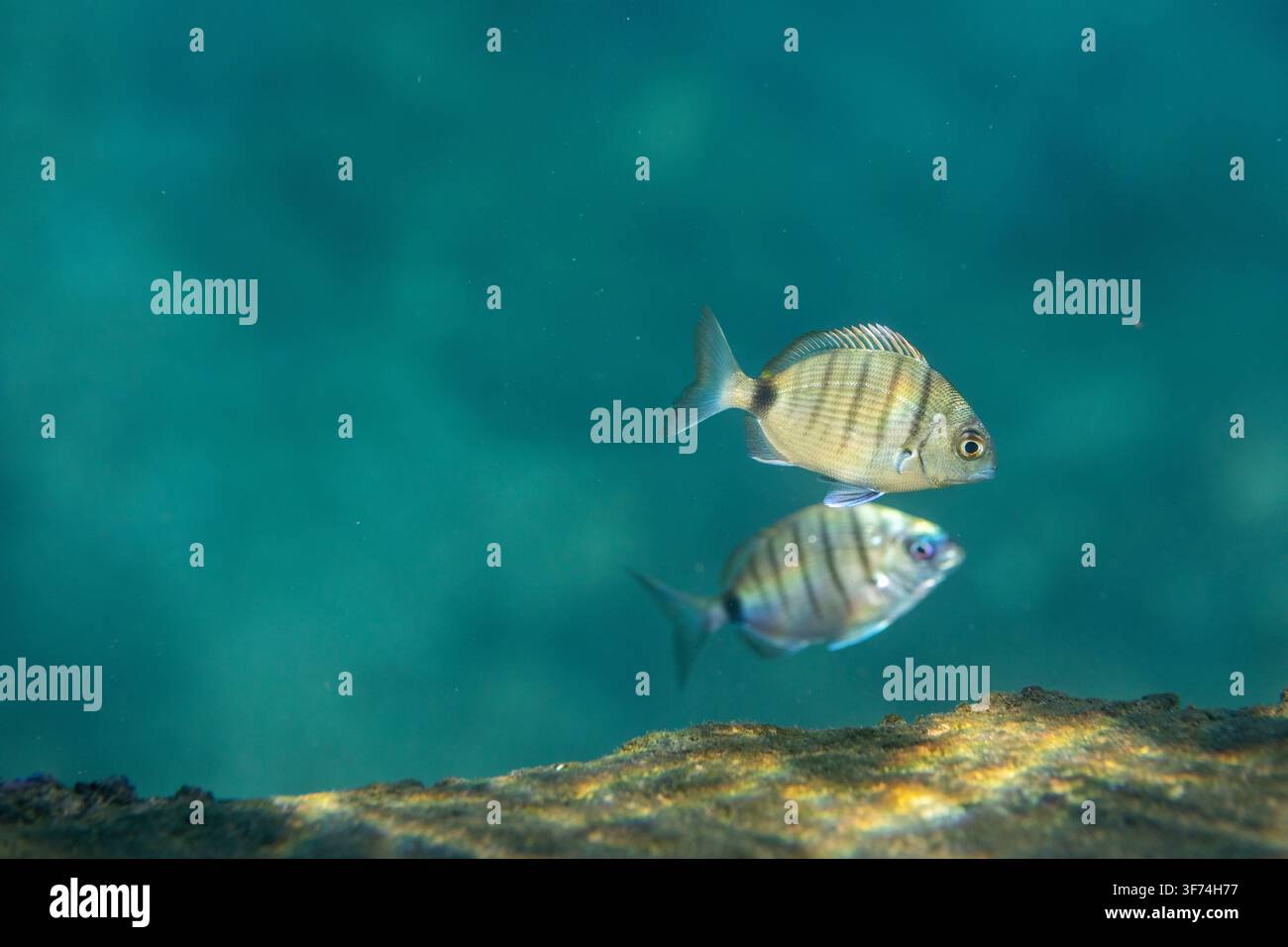 Îles Canaries ; Plongée avec tuba ; Espagne Banque D'Images