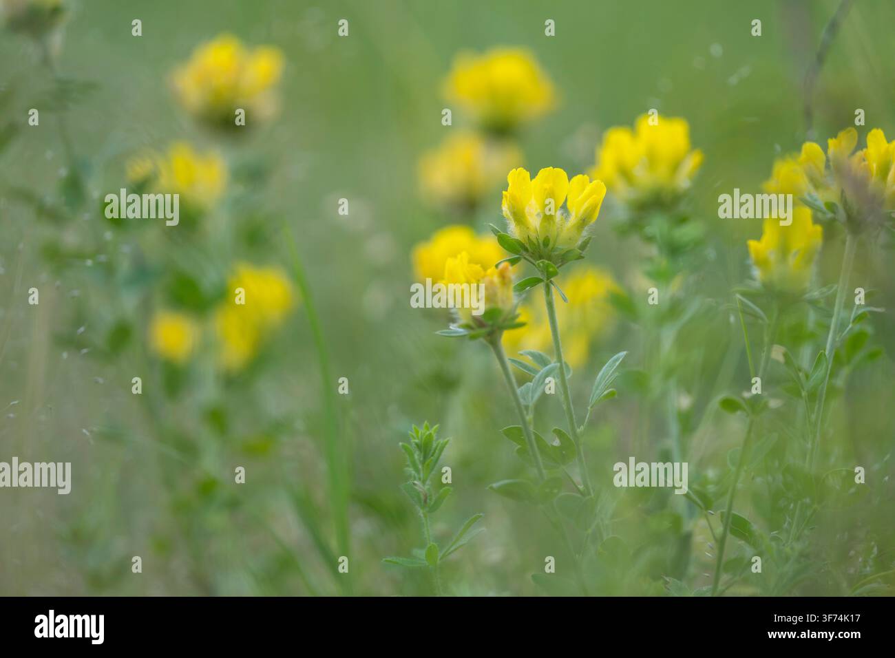 Gaillet commune ou Anthyllis vulneraria, Bulgarie Banque D'Images
