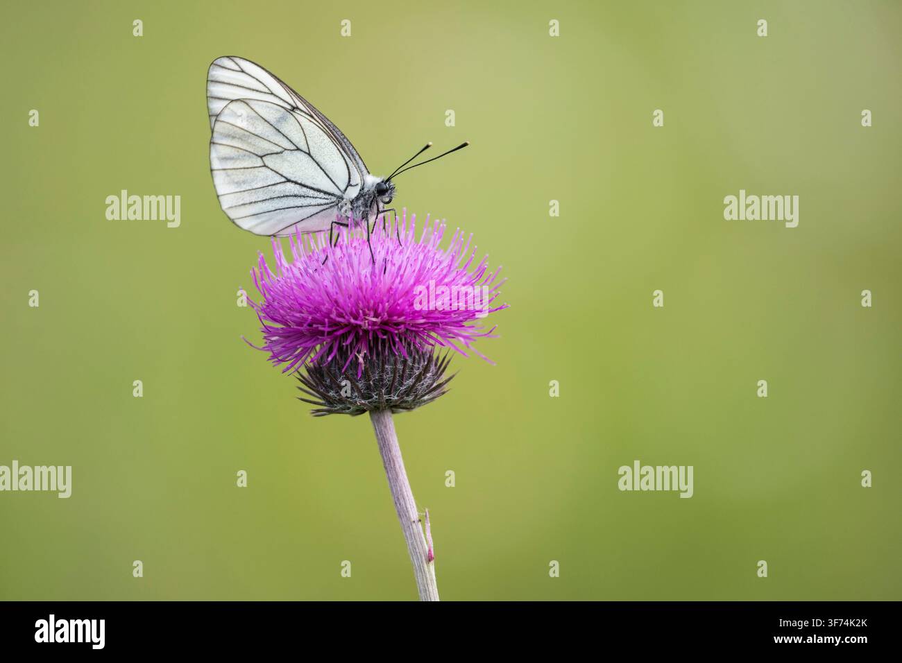 Papillon blanc à nervures noires, Aporia crataegi, Bulgarie Banque D'Images