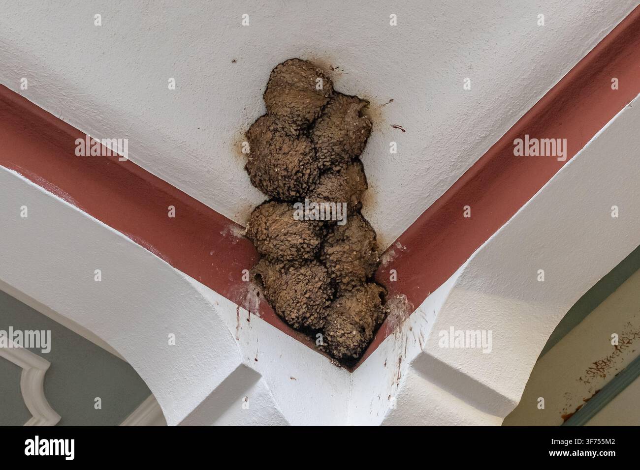Nids de boue d'hirondelle sur un plafond de bâtiment, Mont Athos, Grèce Banque D'Images