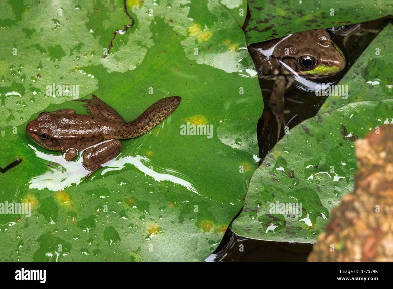 grenouille verte, Lithobates clamitans (grosse) et grenouille des bois, Lithobates sylvaticus ou Rana sylvatica (petite), Maryland Banque D'Images