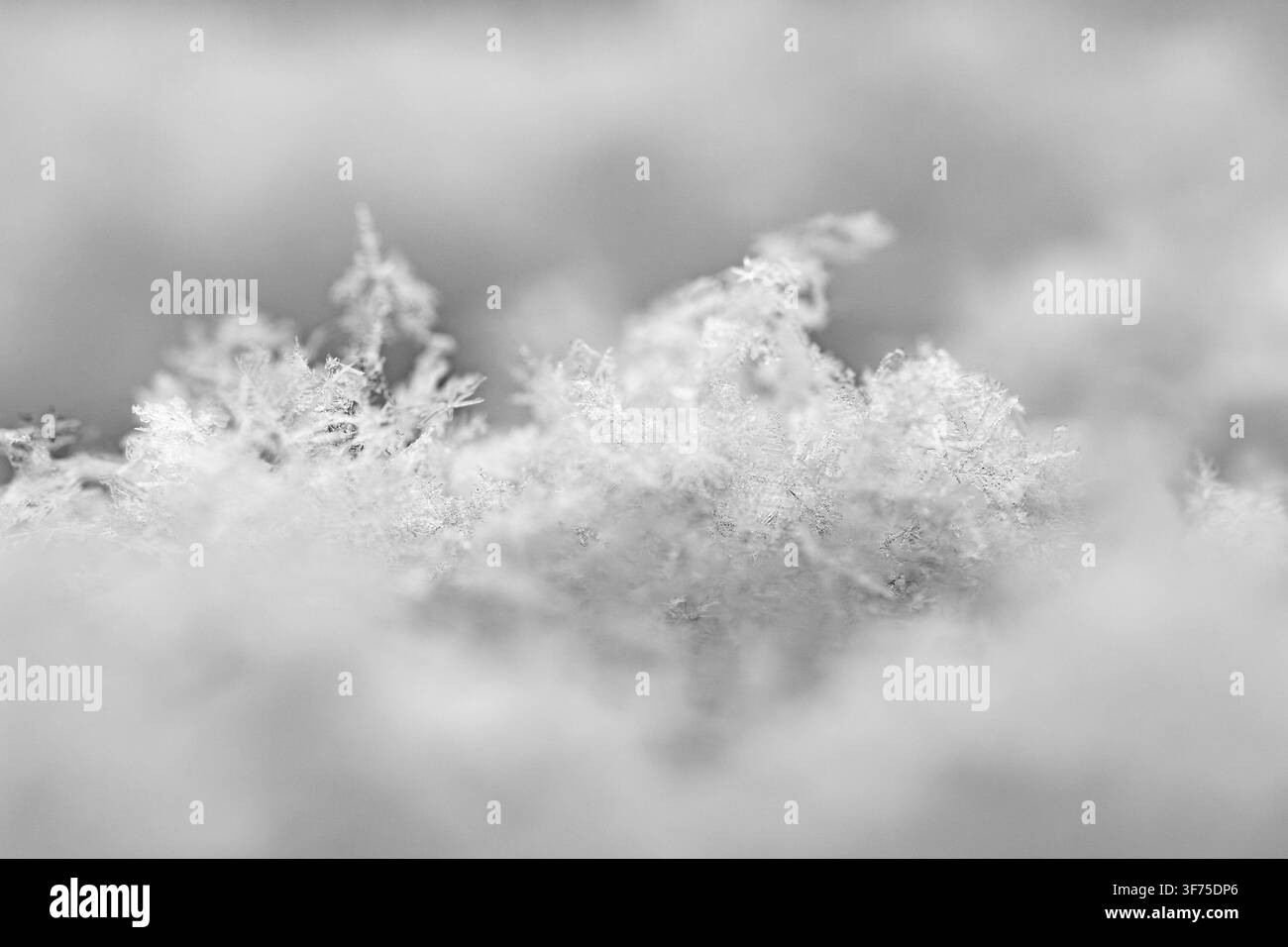 Macro de délicats motifs de flocons de neige reposant sur une surface blanche et douce enneigée, structures cristallines complexes dans un environnement hivernal froid avec un arrière-plan flou Banque D'Images