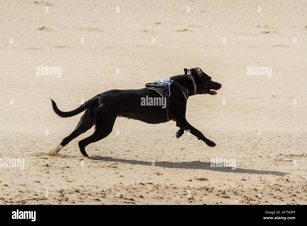 Chien noir courant rapidement sur une plage de sable. Croisé athlétique sprintant à toute vitesse. Ainsdale, Royaume-Uni. Banque D'Images