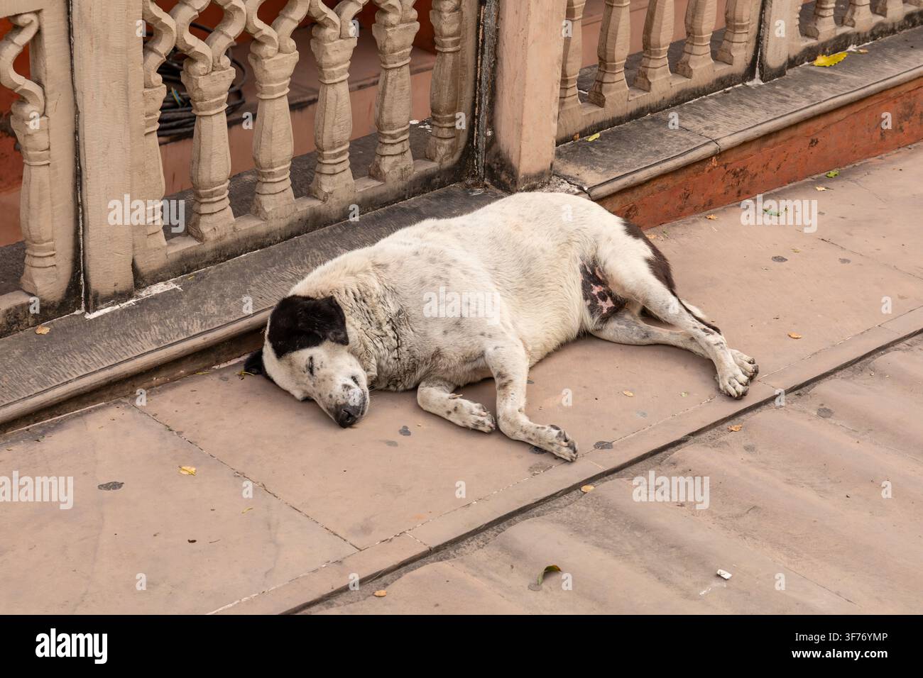 Chien errant endormi, Jaipur, Inde. Banque D'Images
