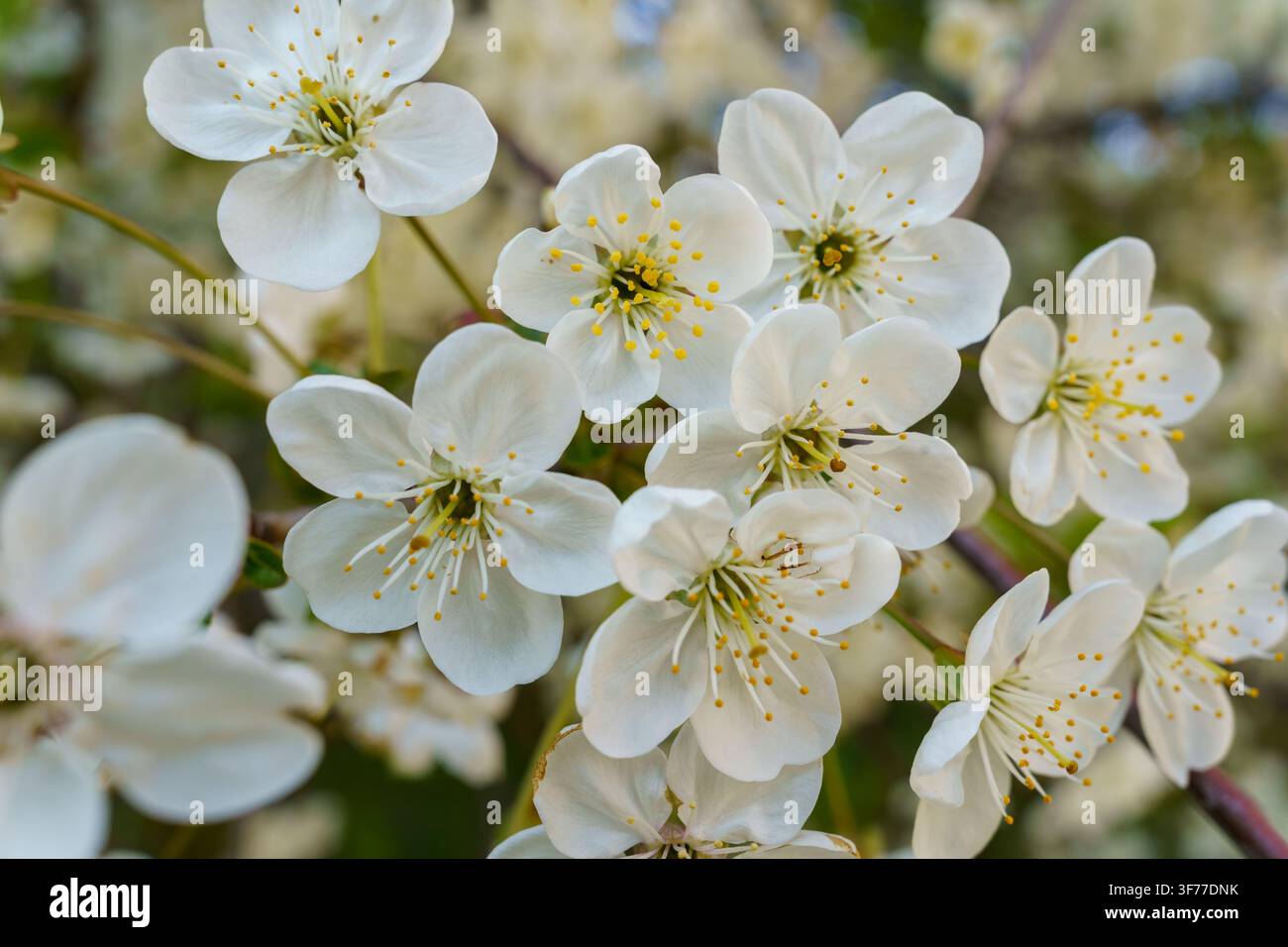 Les fleurs de cerisier blanches déploient leurs pétales dans un jardin. La scène capture la beauté du printemps. Les abeilles volent autour des fleurs. Banque D'Images