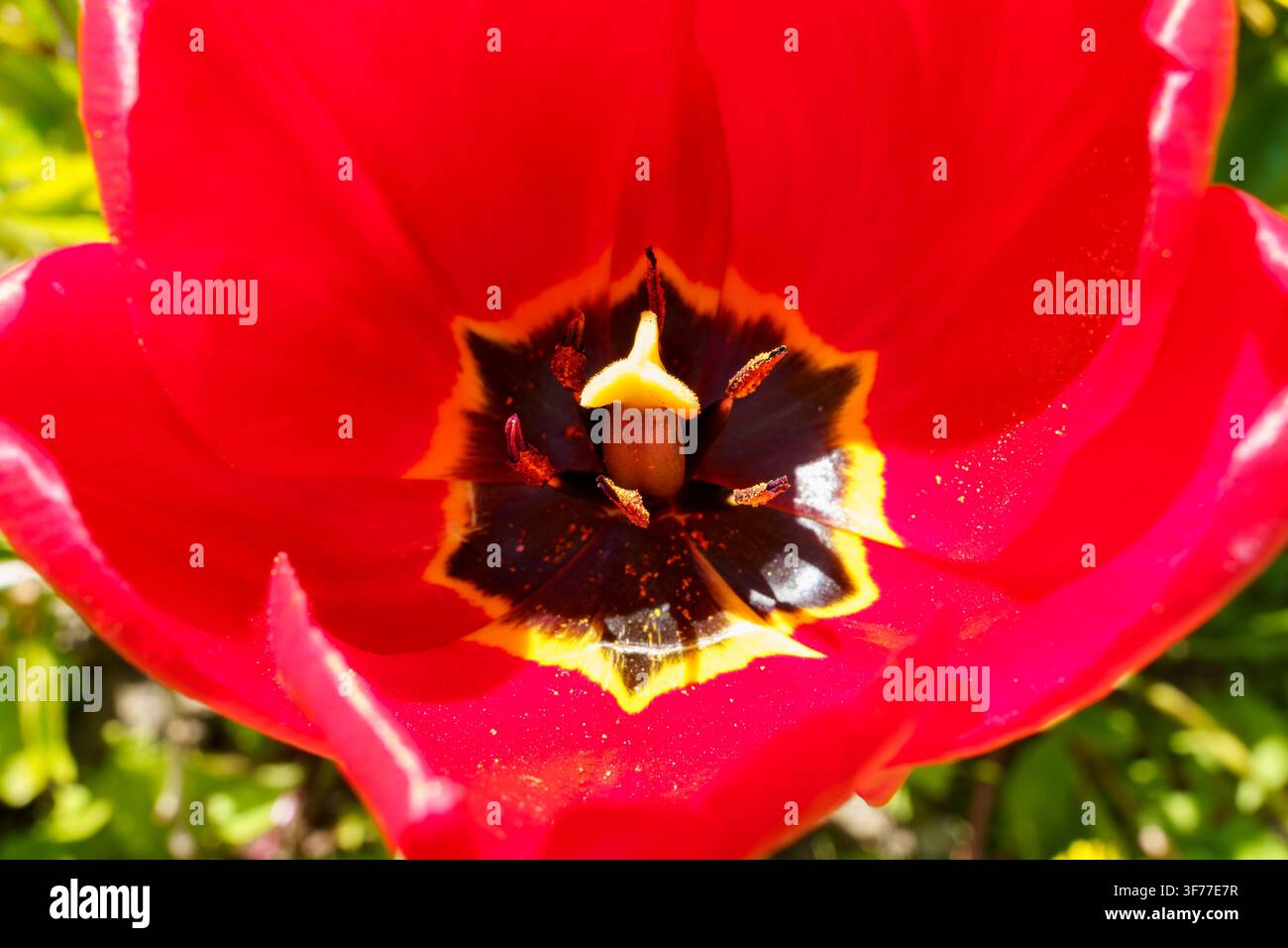 Une fleur rouge avec un centre sombre fleurit dans un jardin pendant la journée. Les pétales s'ouvrent complètement, révélant la structure interne de la fleur. Banque D'Images
