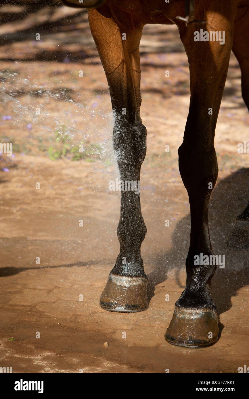 une photo ensoleillée du processus de lavage du cheval avec des éclaboussures d'eau. Le thème des sports équestres et des animaux de ferme Banque D'Images