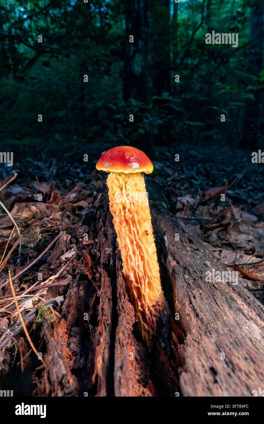 Bolet à pied hirsute (Aureoboletus betula) - Forêt récréative de DuPont, près de Brevard, Caroline du Nord, États-Unis Banque D'Images