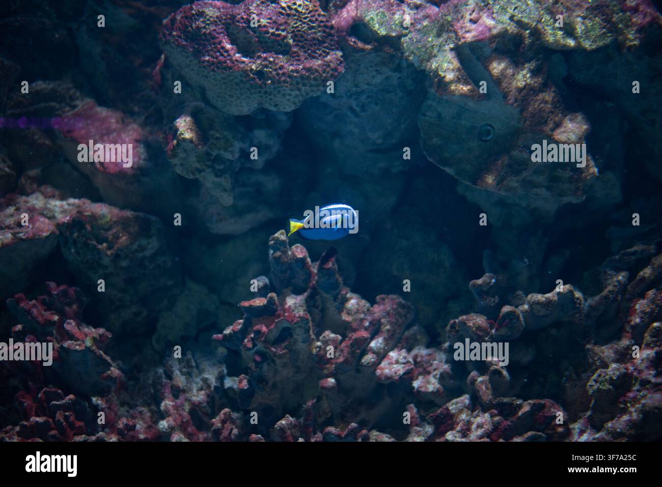 Le Tang bleu, ou Tang drapeau, est une espèce de poisson marin à nageoires rayonnées de la famille des poissons chirurgiens. C'est le seul représentant du genre Paracanthurus. Banque D'Images
