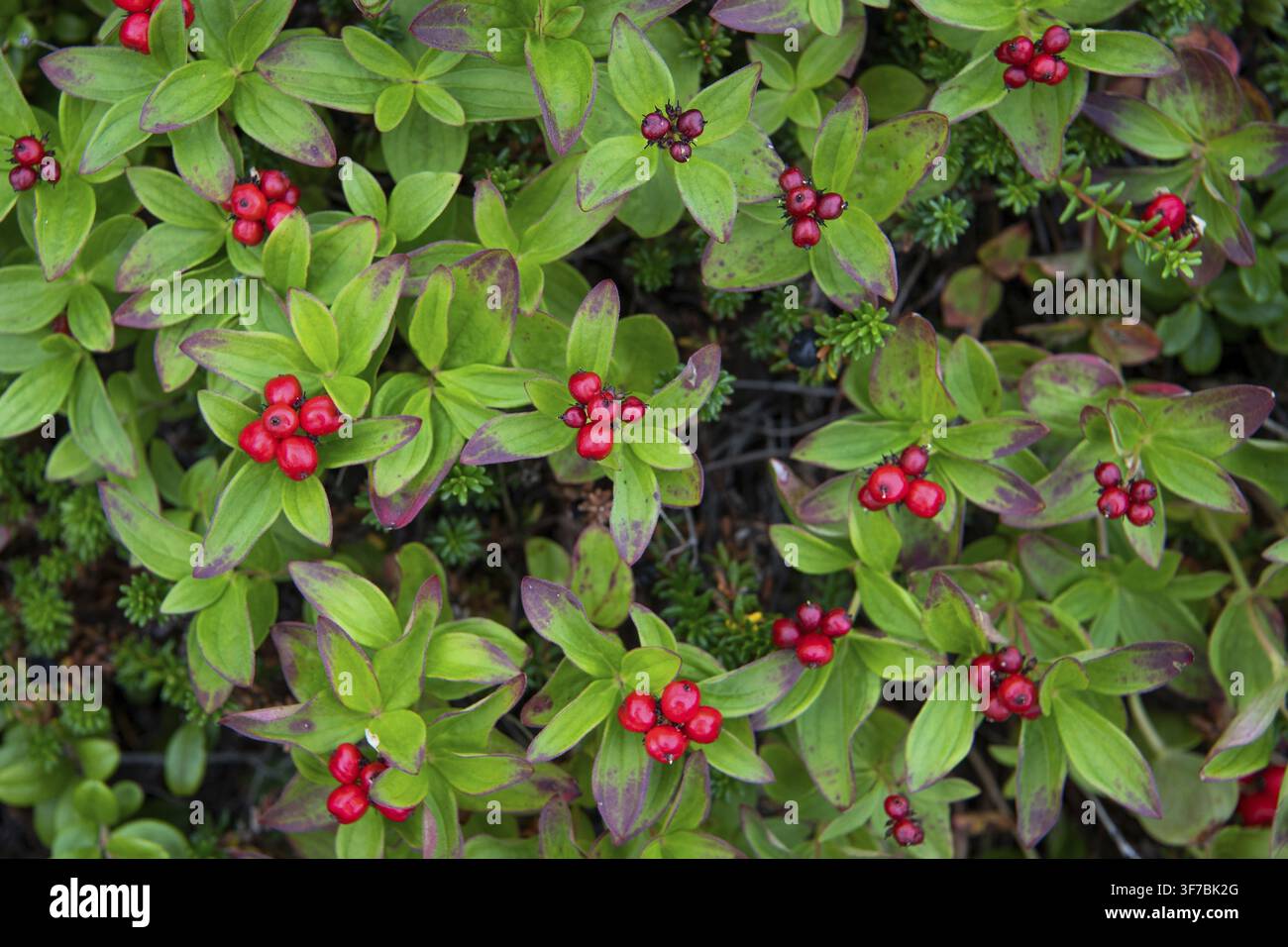 Myrtilles rouges mûres (Vaccinium vitis-idaea), Utsjoki, Finlande Banque D'Images