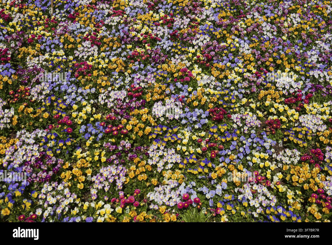Parterre de fleurs, parterre de fleurs avec pensées, viola, tapis de fleurs, coloré, Ludwigsburg, Bade-Wurtemberg, Allemagne Banque D'Images