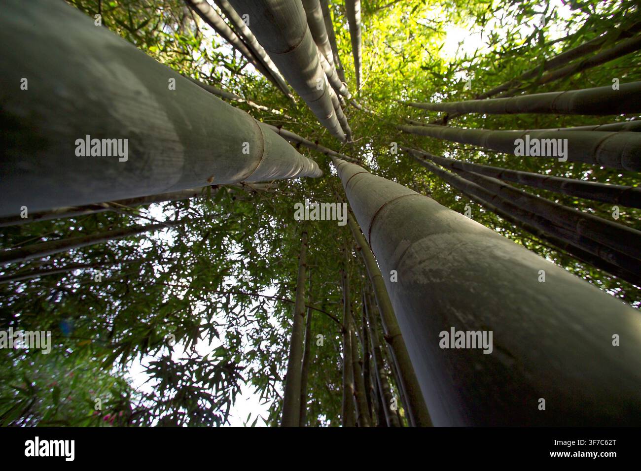 Perspective de forêt de bambous. Amatlán, Morelos, Mexique Banque D'Images