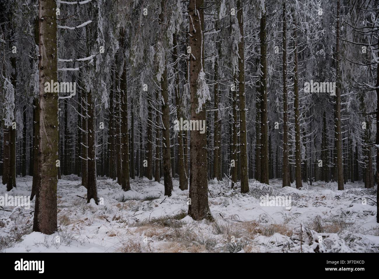 Paysage de forêt dense de sapins en pleine saison hivernale froide, avec de la neige et de la glace recouvrant les branches et le sol Banque D'Images