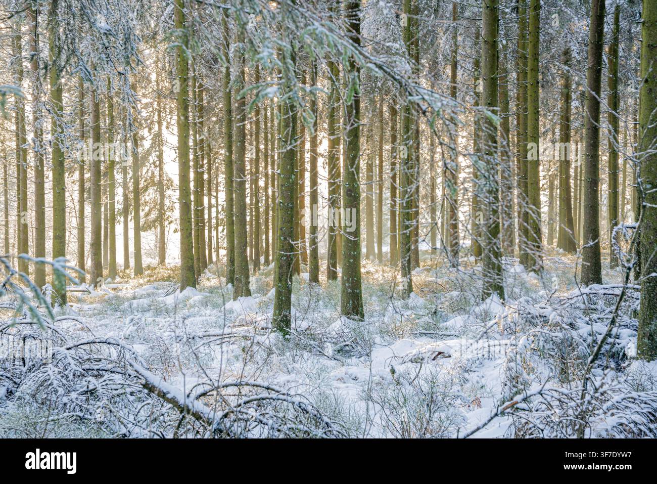 Paysage forestier hivernal avec des arbres et le sol enneigés, où une lumière chaude du soleil filtre à travers la forêt dense Banque D'Images