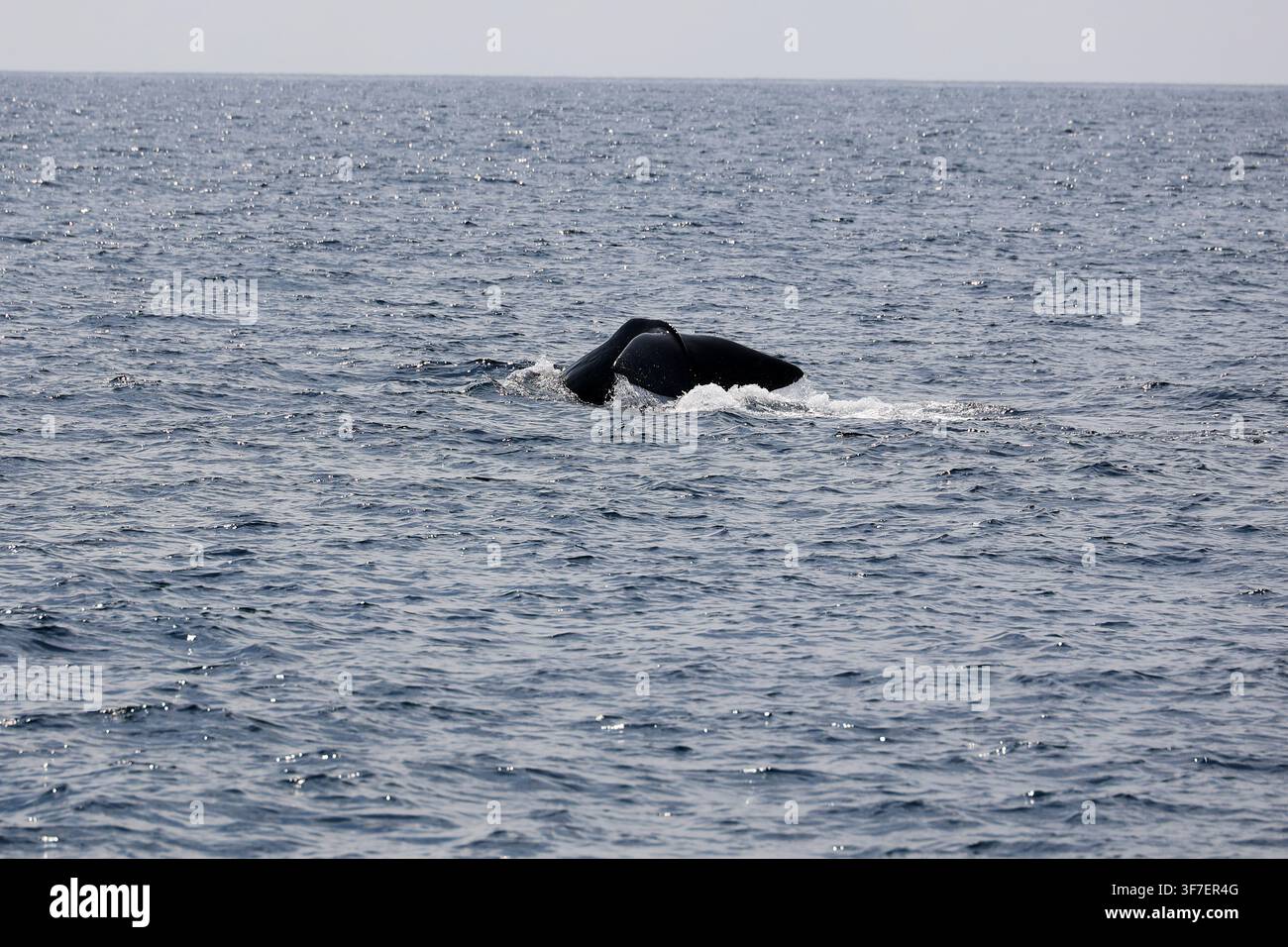 Hasard d’un spermaceti plongeant au large de la côte de Faial, Açores, Portugal Banque D'Images