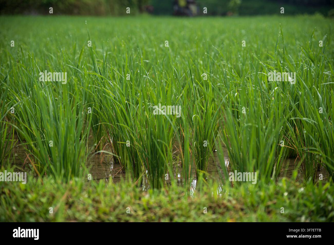 Vue rapprochée d'un champ de riz vert vif avec de jeunes plants de riz poussant dans une eau peu profonde sous la lumière naturelle du jour. L'image met en valeur l'agriculture Banque D'Images
