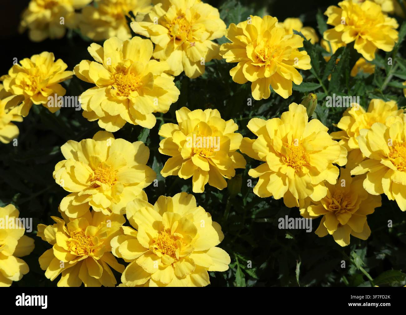 Soucis français, Tagetes patula 'Alumia Vanilla cream'. Banque D'Images