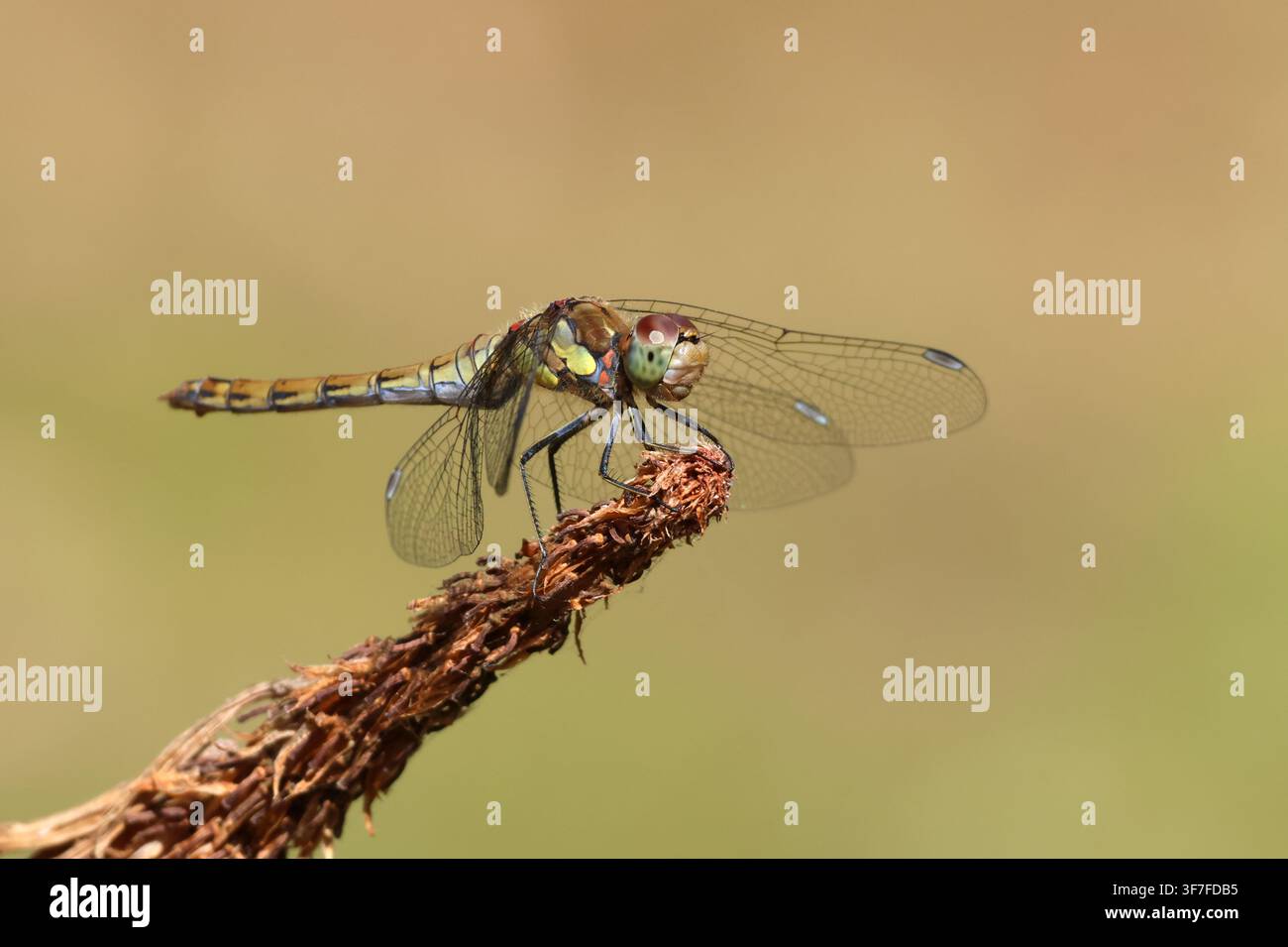 Libellule commune, Sympetrum striolatum, posée. Norfolk, Angleterre. Banque D'Images