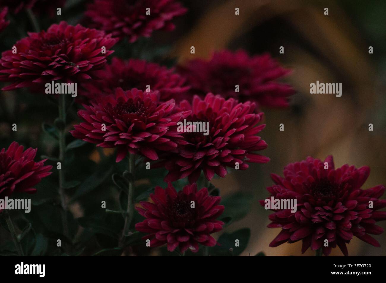 Chrysanthèmes rouge profond avec profondeur de champ peu profonde Banque D'Images