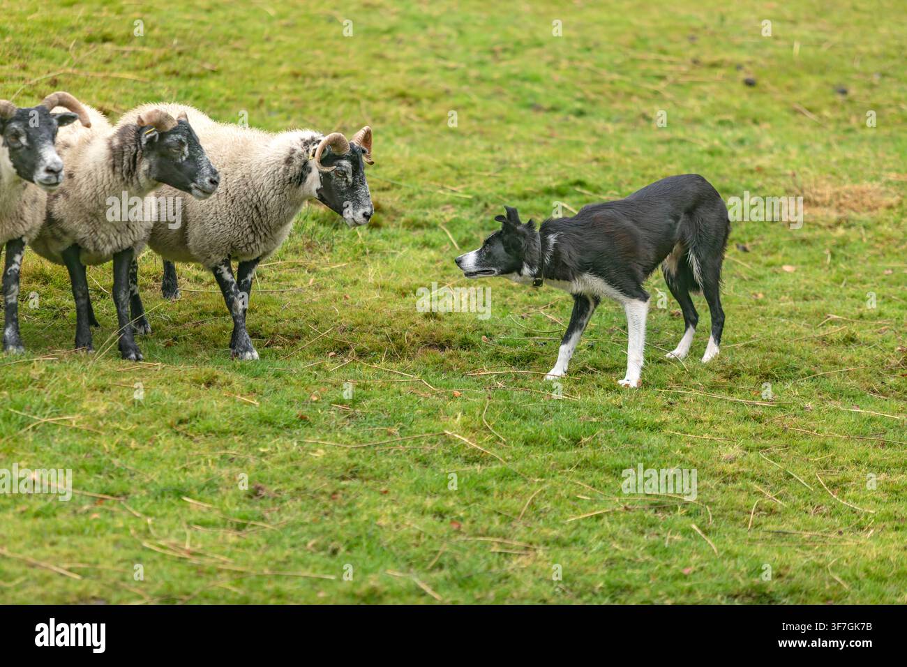 Border Collie face à un mouton Blackface en position de bergerie sur un pâturage irlandais Banque D'Images