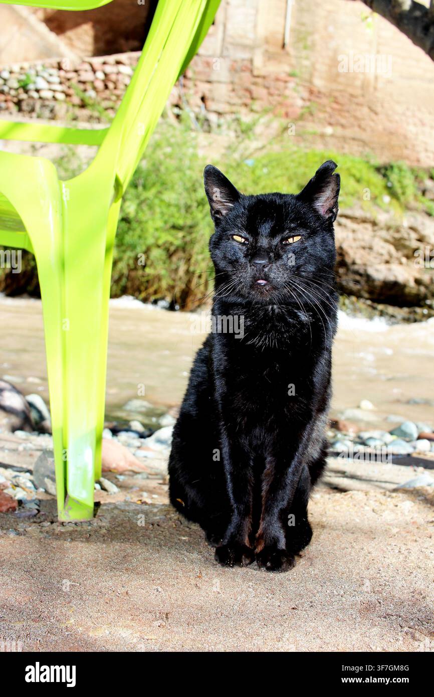 Chat noir assis près d'une rivière Banque D'Images