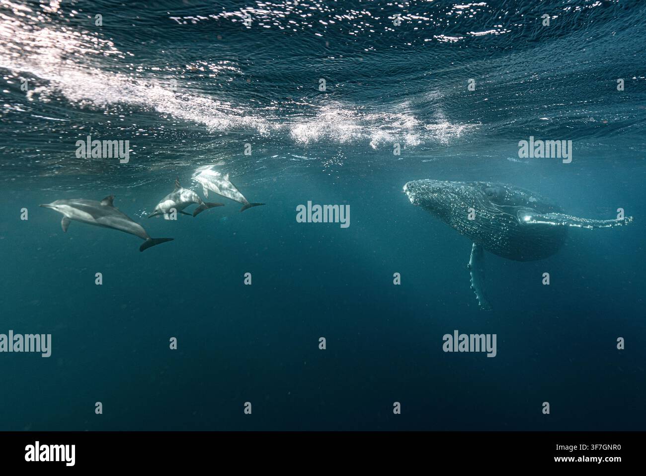 Baleine à bosse et dauphins communs nageant ensemble pendant la migration annuelle des sardines dans l'océan Indien Banque D'Images