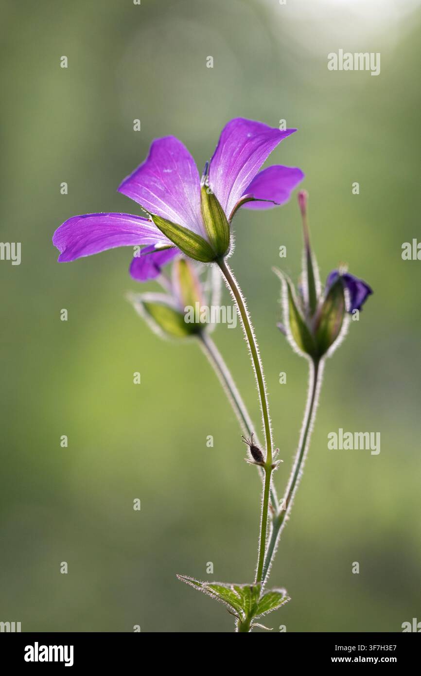 Gravele des bois, Geranium sylvaticum, fleur sauvage violette avec fond vert doux Banque D'Images