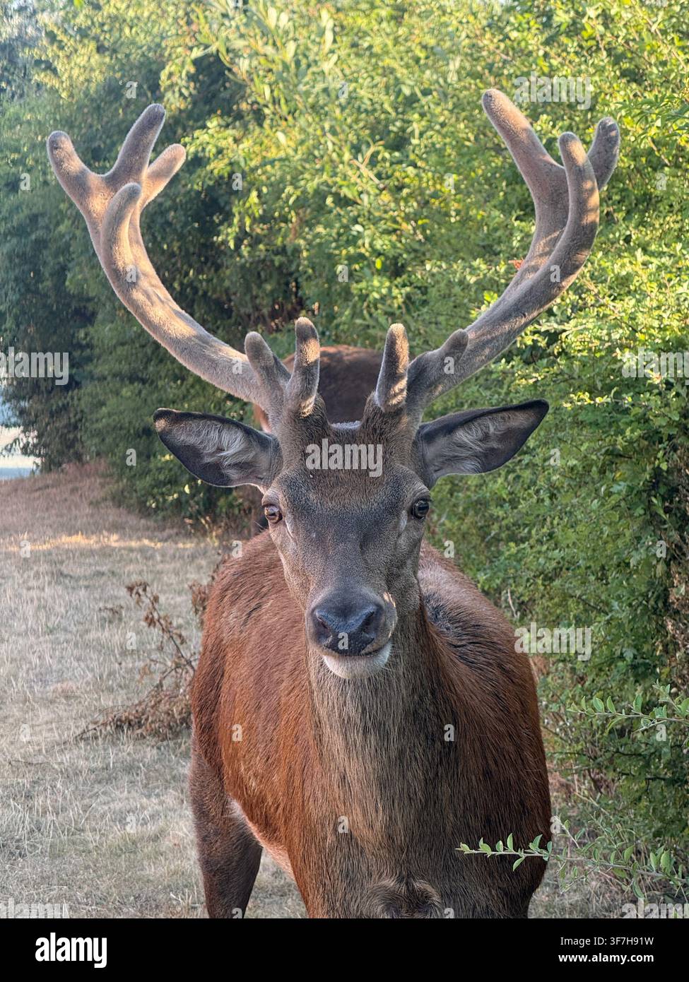 Portrait en gros plan d'un cerf élaphe rouge avec de grandes cornes recouvertes de velours dans la campagne anglaise, Royaume-Uni Banque D'Images