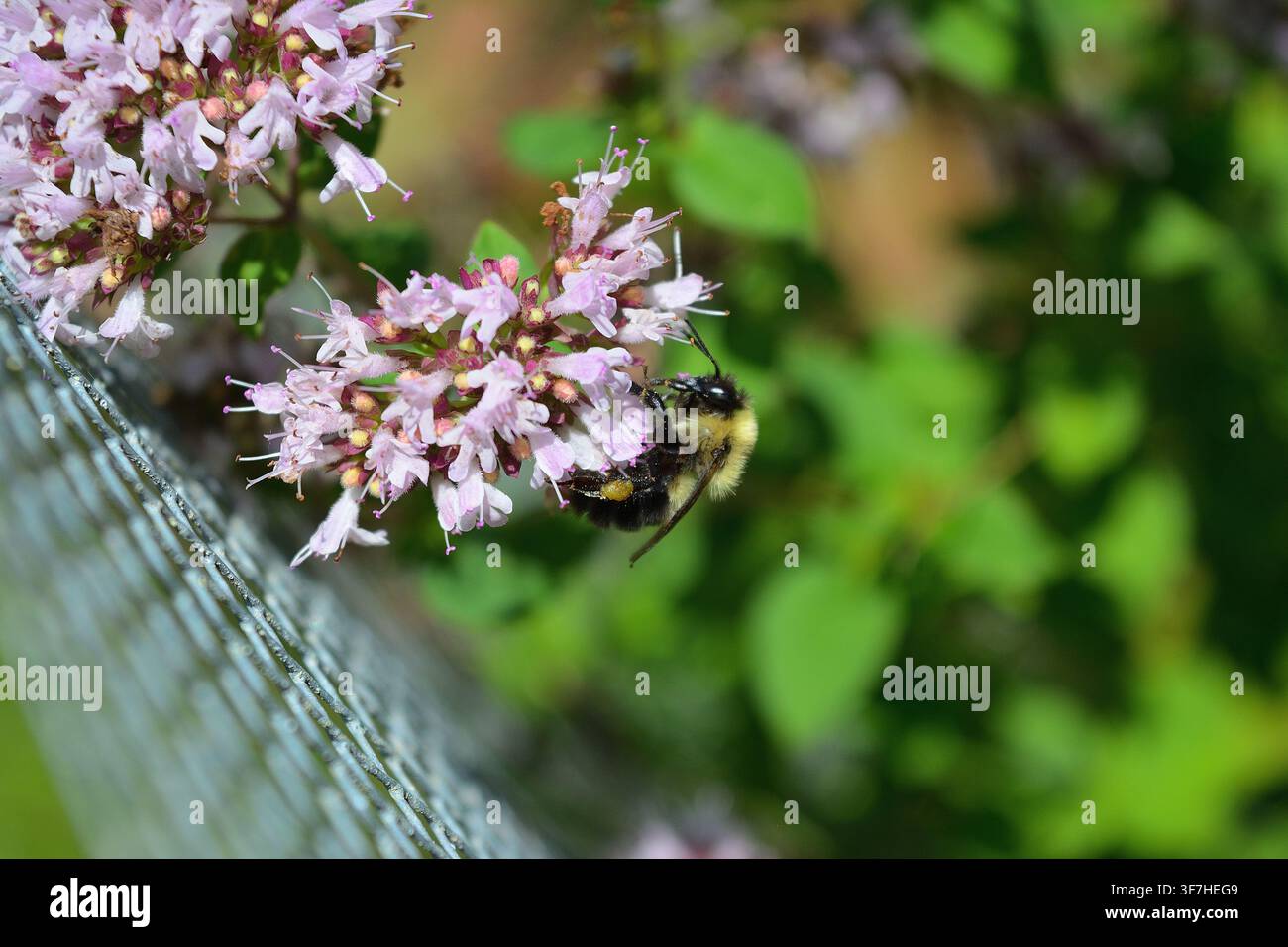 Bourdon collectant du pollen de fleurs sauvages violettes dans un habitat naturel Banque D'Images