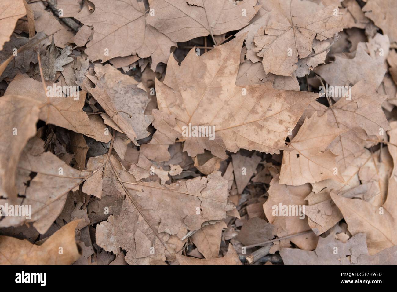Feuilles sèches d'automne recouvrant le sol de la forêt Banque D'Images