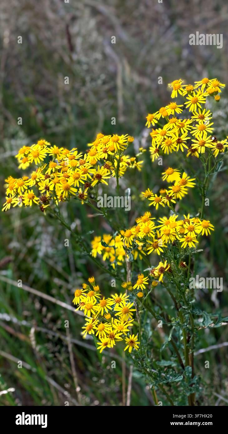 amas de fleurs sauvages jaunes éclatantes en pleine floraison dans un cadre naturel avec un feuillage vert et un fond flou Banque D'Images