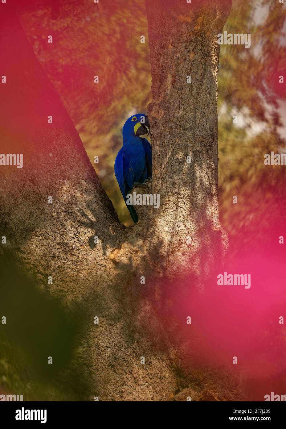 Ara hyacinthe, Anodorhynchus hyacinthinus, le plus grand perroquet du monde, jette un coup d'œil depuis la cavité du nid dans le tronc d'arbre, Pantanal, Brésil, espèce vulnérable, vive Banque D'Images