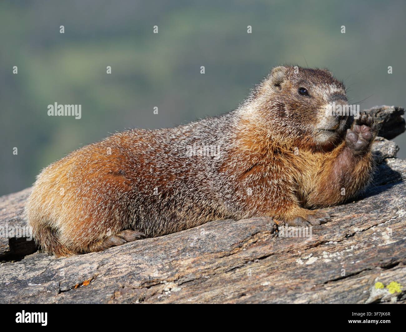 Marmotte à ventre jaune (Marmota flaviventris) levant une patte avant avec les coussinets visibles à Rock Cut, Parc national des Montagnes Rocheuses, Colorado. Banque D'Images