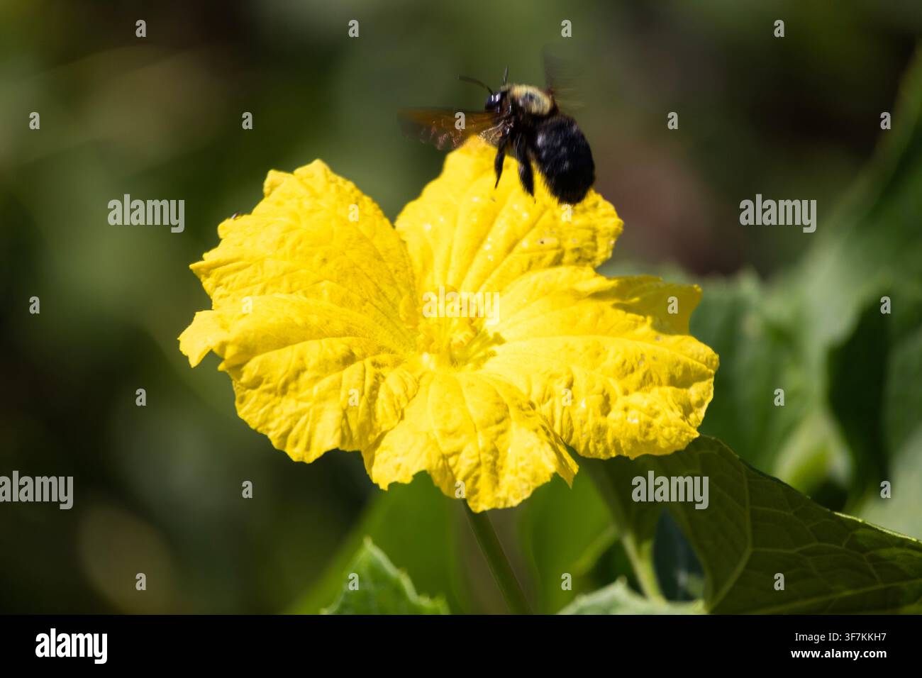 Close-up d'une grosse abeille charpentière en vol libre projetant une ombre sur une fleur jaune vif sur un fond vert clair Banque D'Images