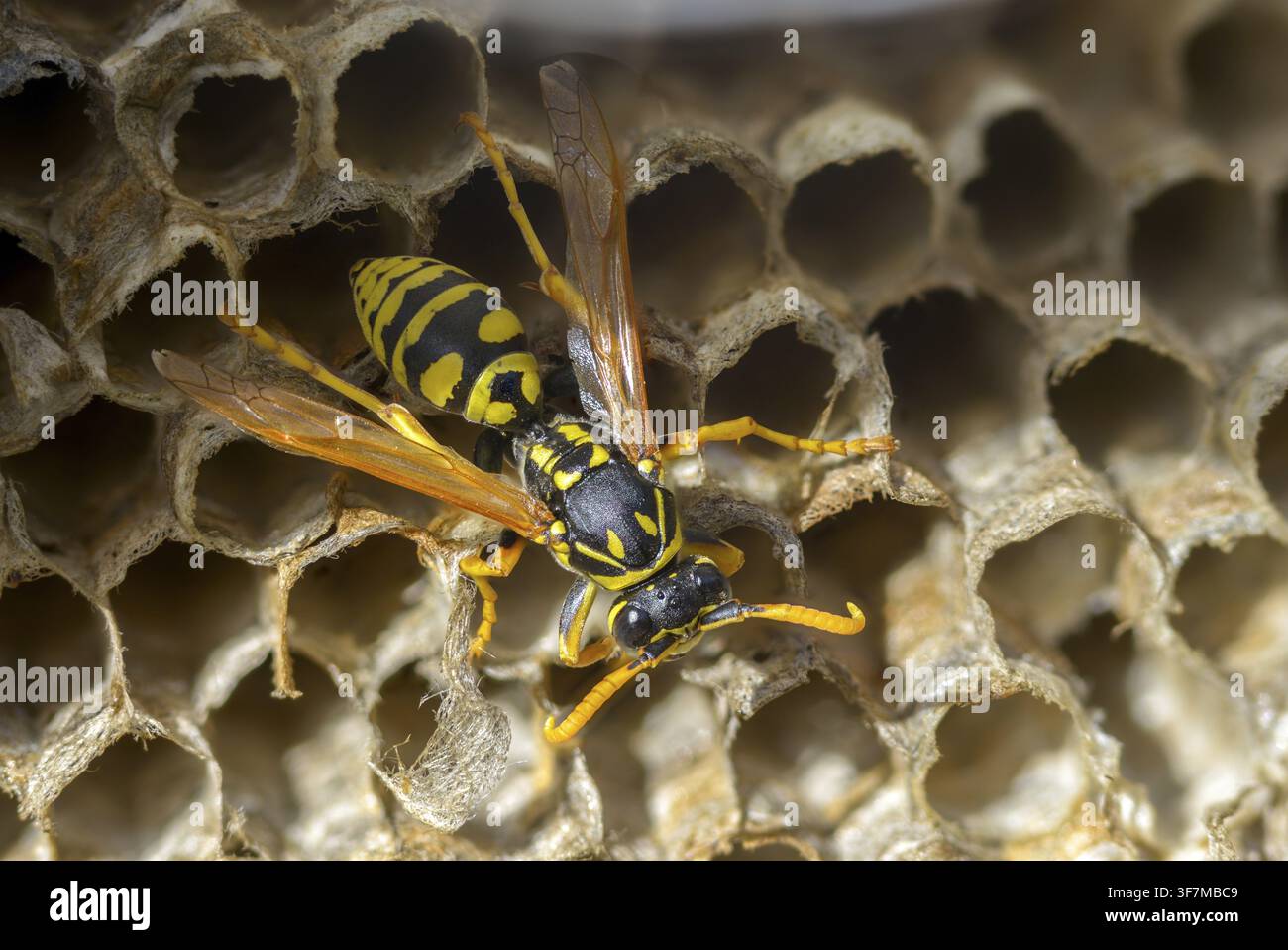 Guêpe papier de couleur vive, guêpe des champs française, guêpe des champs gallique, guêpe des champs domestique, hyménoptère, polistes dominula, vespidae, guêpe ridée, guêpe des champs Banque D'Images