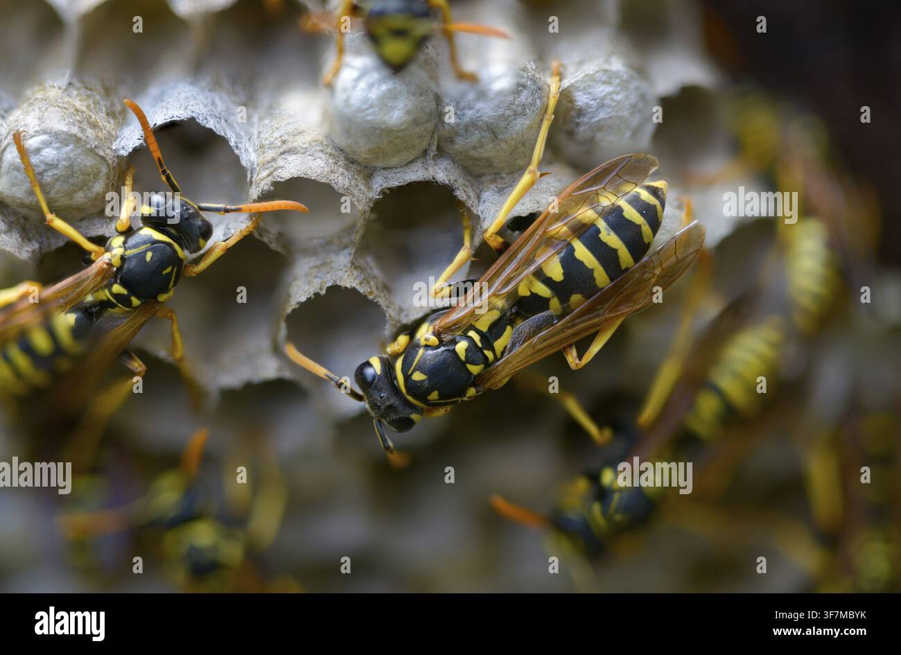 Guêpe papier de couleur vive, guêpe des champs française, guêpe des champs gallique, guêpe des champs domestique, hyménoptère, polistes dominula, vespidae, guêpe ridée, guêpe des champs Banque D'Images