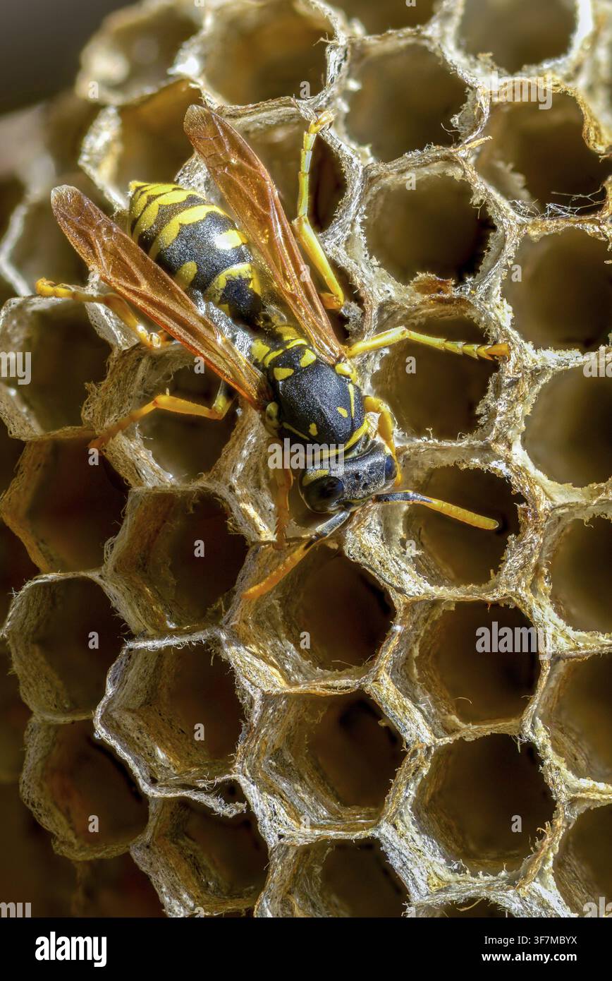 Guêpe papier de couleur vive, guêpe des champs française, guêpe des champs gallique, guêpe des champs domestique, hyménoptère, polistes dominula, vespidae, guêpe ridée, guêpe des champs Banque D'Images