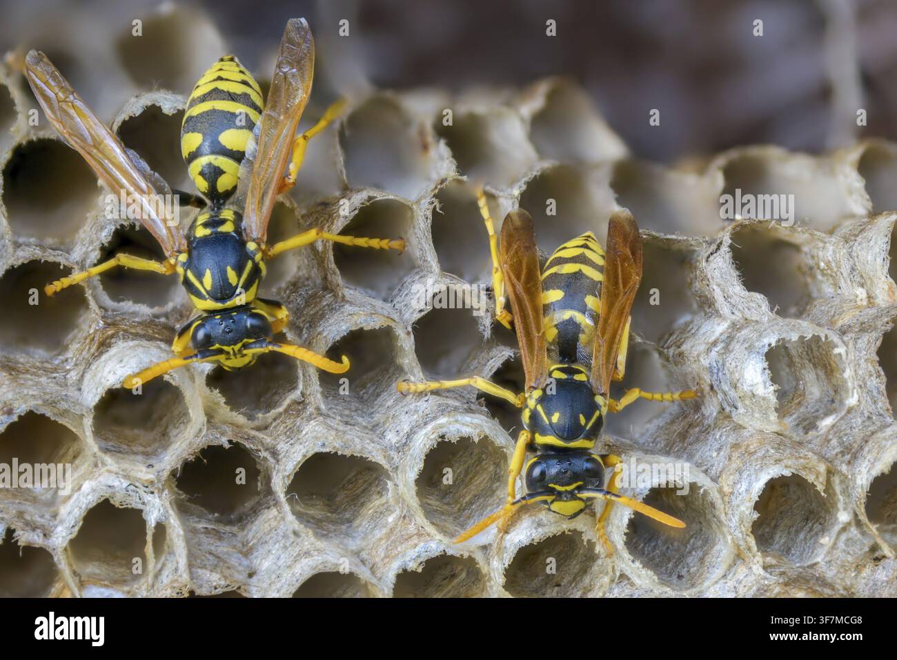 Guêpe papier de couleur vive, guêpe des champs française, guêpe des champs gallique, guêpe des champs domestique, hyménoptère, polistes dominula, vespidae, guêpe ridée, guêpe des champs Banque D'Images