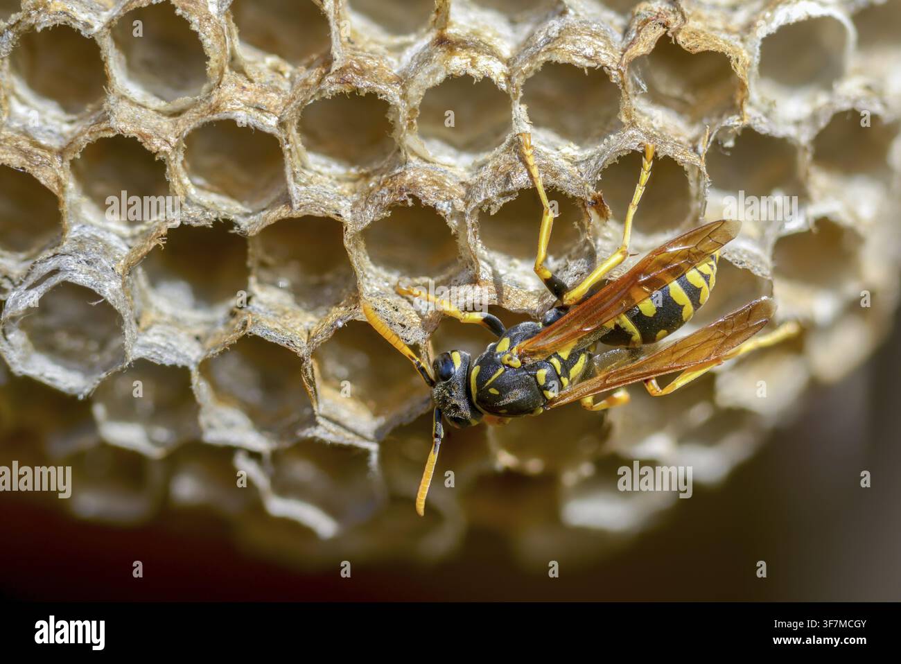 Guêpe papier de couleur vive, guêpe des champs française, guêpe des champs gallique, guêpe des champs domestique, hyménoptère, polistes dominula, vespidae, guêpe ridée, guêpe des champs Banque D'Images