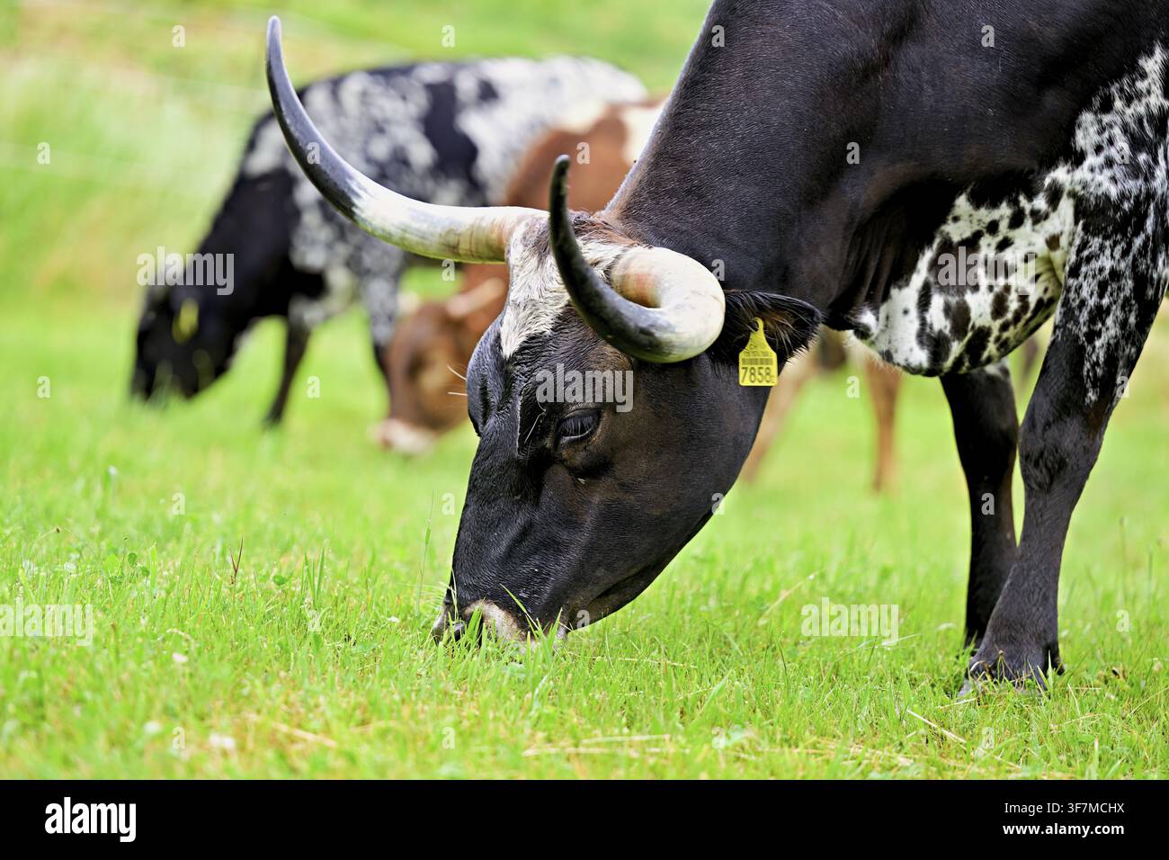 Vache Texas longhorn mangeant de l'herbe, Meienberg, canton d'Argovie, Suisse Banque D'Images