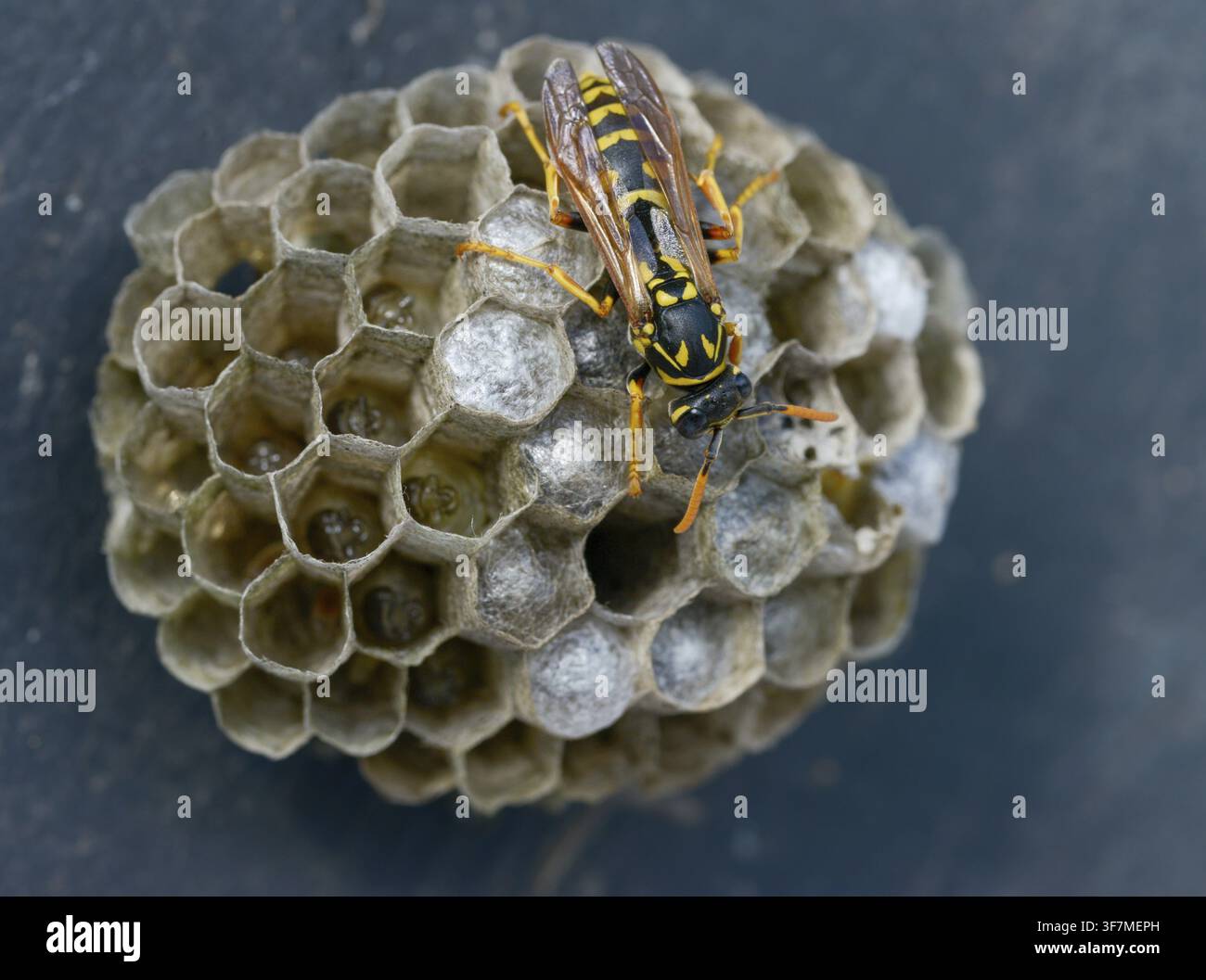 Guêpe papier de couleur vive, guêpe des champs française, guêpe des champs gallique, guêpe des champs domestique, hyménoptère, polistes dominula, vespidae, guêpe ridée, guêpe des champs Banque D'Images