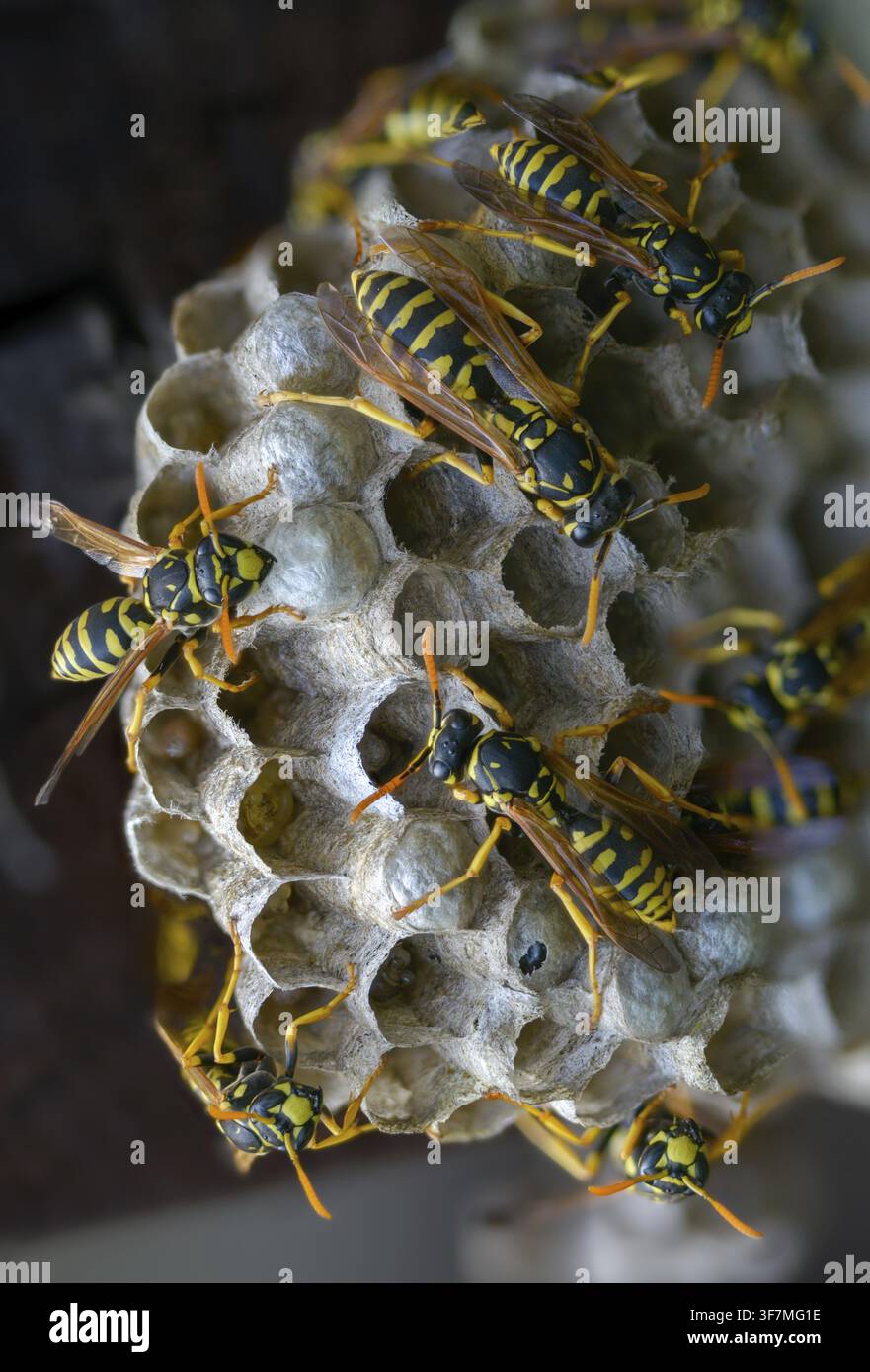 Guêpe papier de couleur vive, guêpe des champs française, guêpe des champs gallique, guêpe des champs domestique, hyménoptère, polistes dominula, vespidae, guêpe ridée, guêpe des champs Banque D'Images