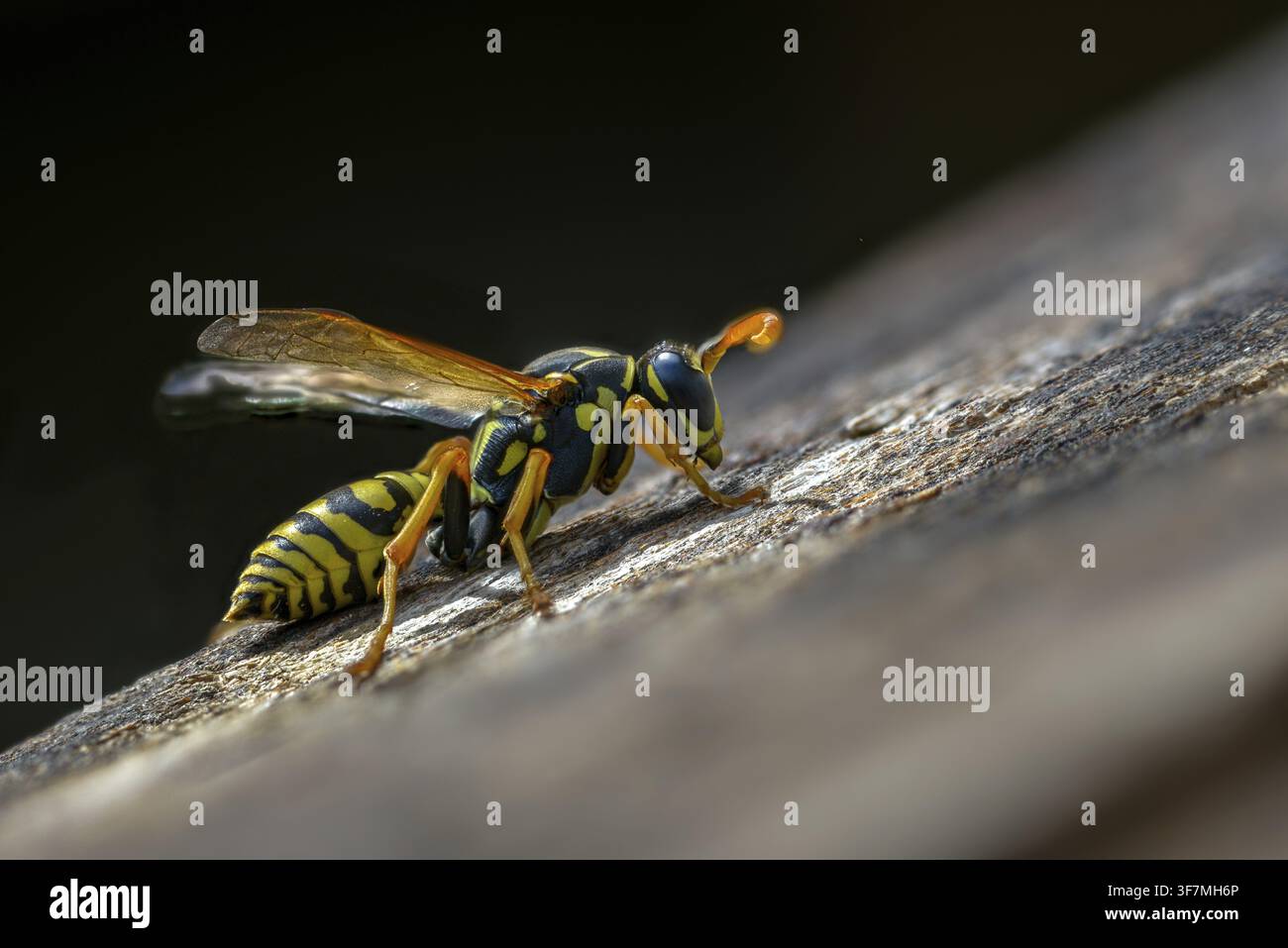 Guêpe papier de couleur vive, guêpe des champs française, guêpe des champs gallique, guêpe des champs domestique, hyménoptère, polistes dominula, vespidae, guêpe ridée, guêpe des champs Banque D'Images